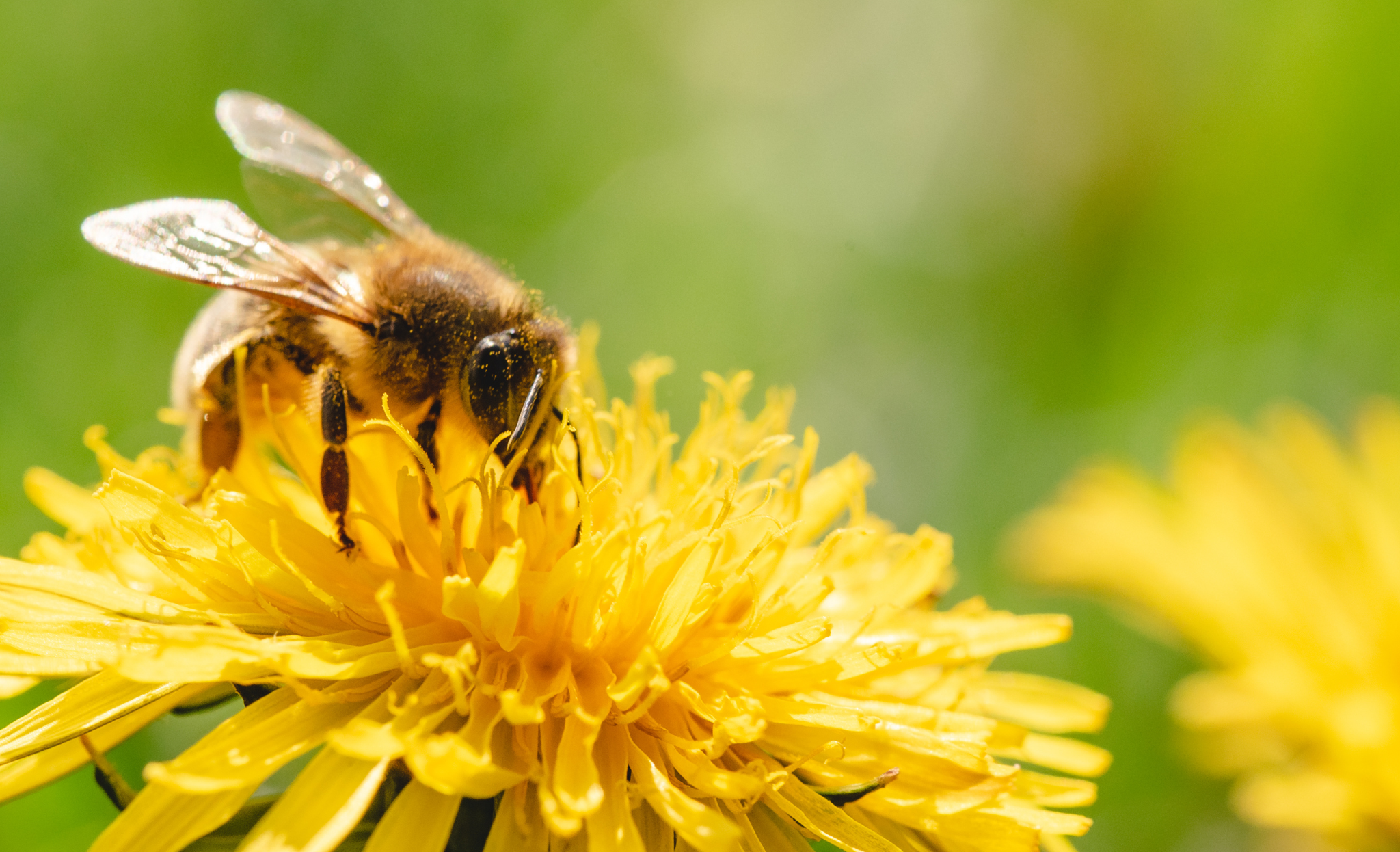Honey Bee