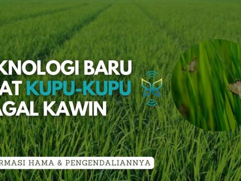 Penggerek Batang Padi Kuning Banner