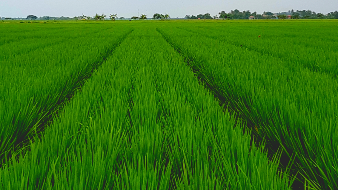 Meningkatkan kualitas tanaman padi
