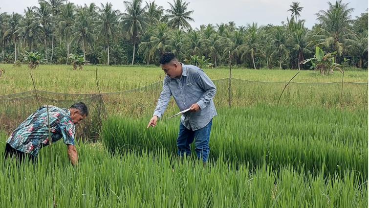 proyek_padi_lahan_kering.png
