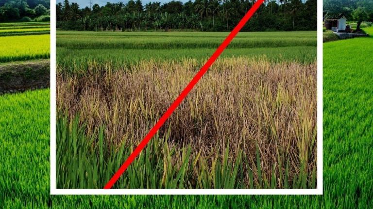 Perlindungan awal terhadap tanaman padi 