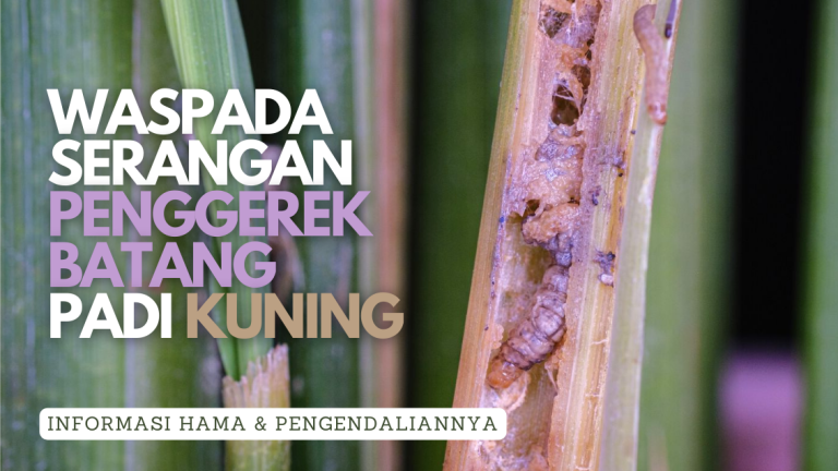 Banner Artikel Penggerek Batang Padi Kuning
