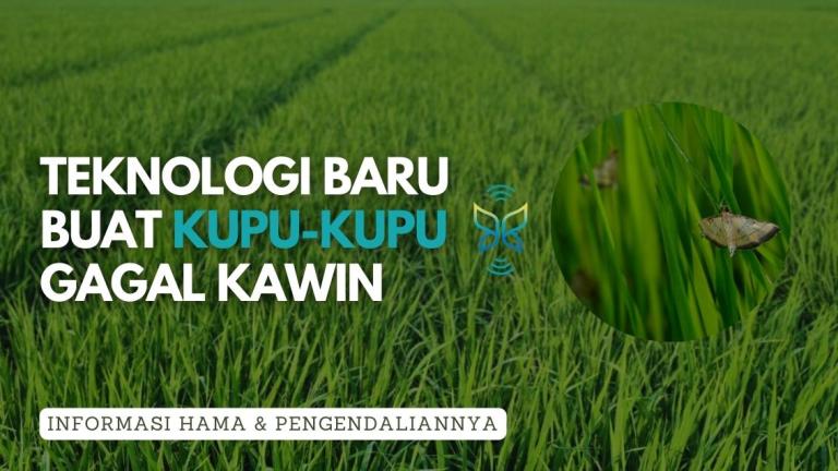Penggerek Batang Padi Kuning Banner
