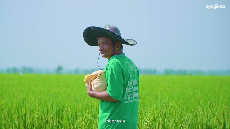 Kawasan Padi Bobot 10 Ton (Boston) Syngenta - Sumatera Utara