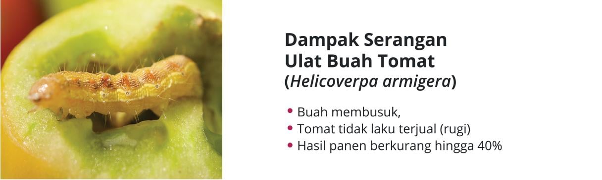 Dampak Serangan