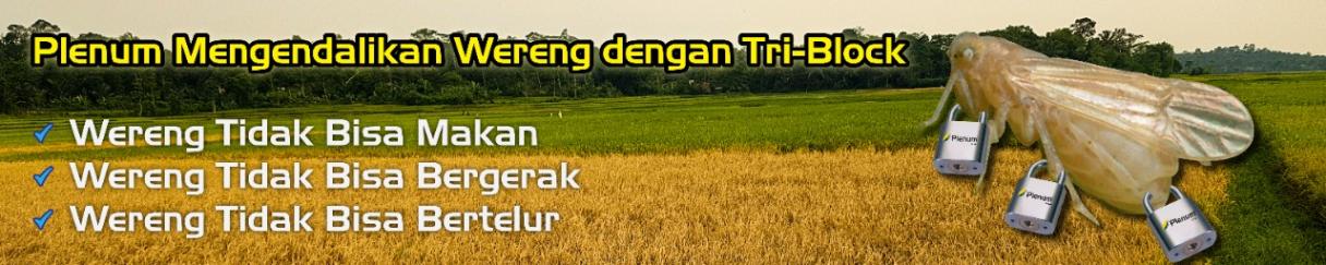 Wereng Hero Banner